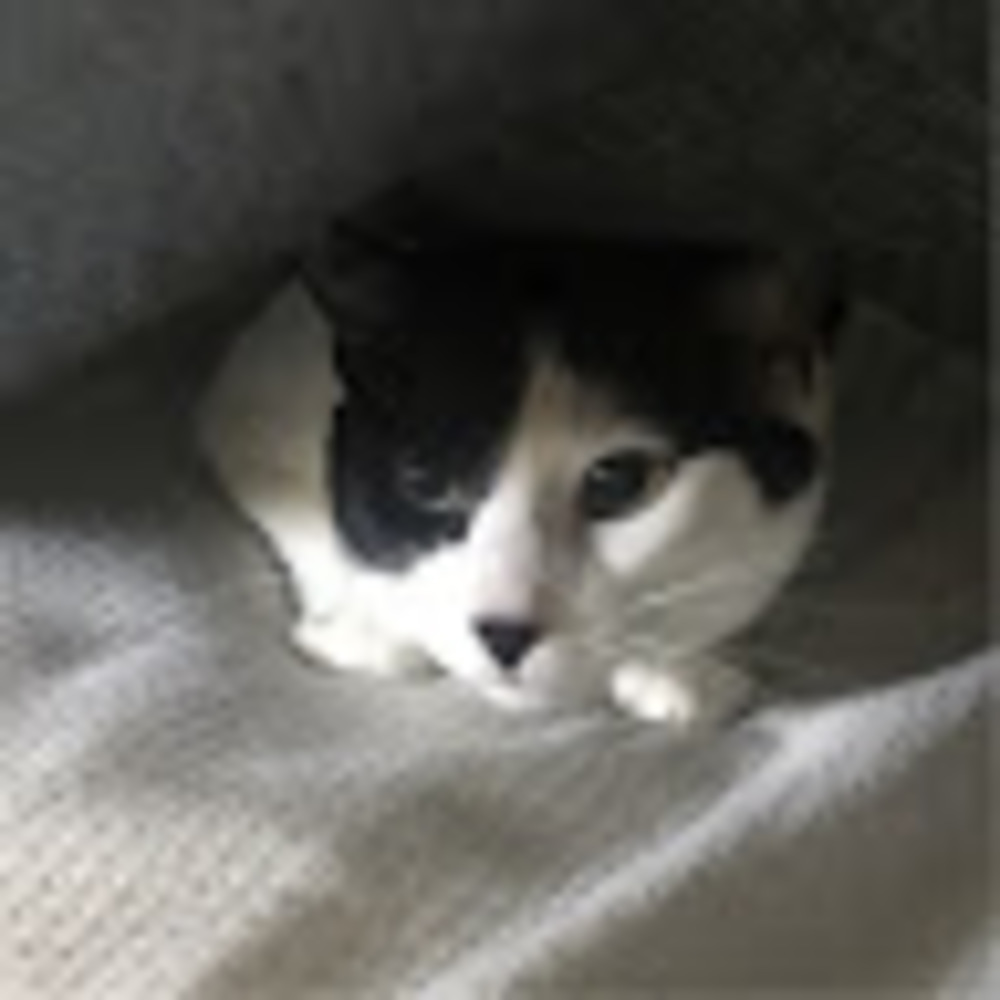Meet your Posher, Olivia